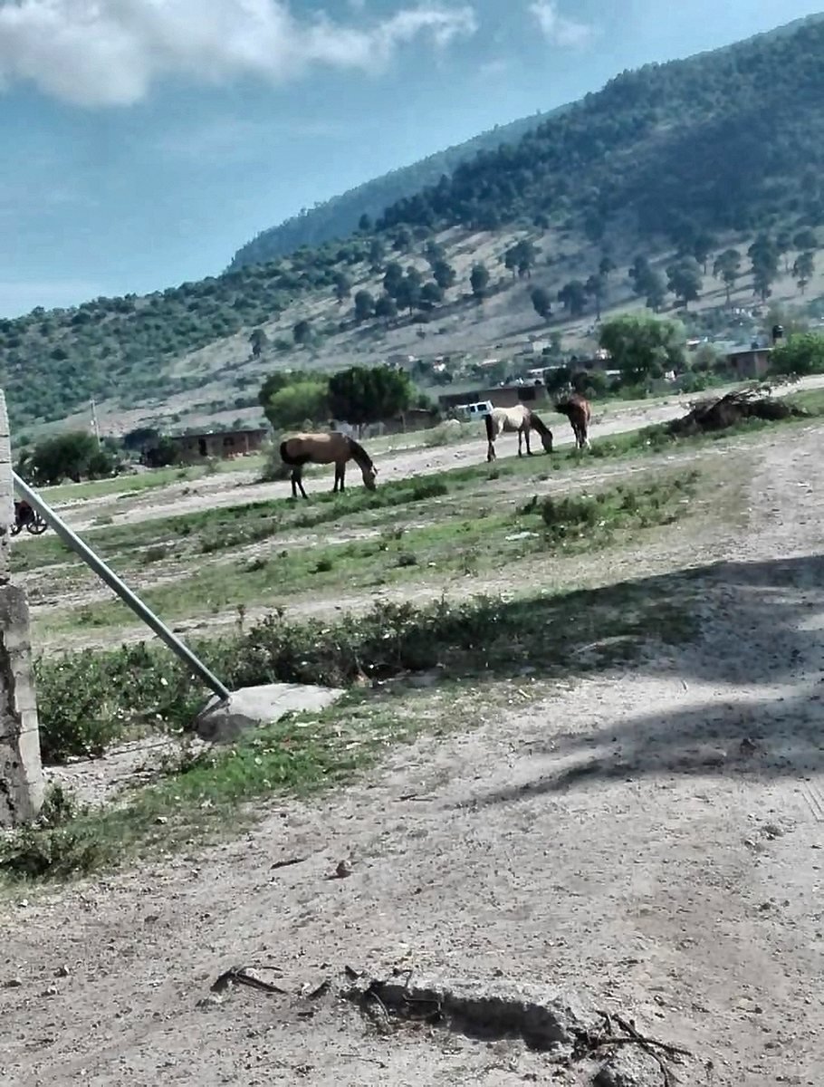 Caballos pastando junto al camino de terracería en Puruagua, con el cerro y las casas del pueblo al fondo